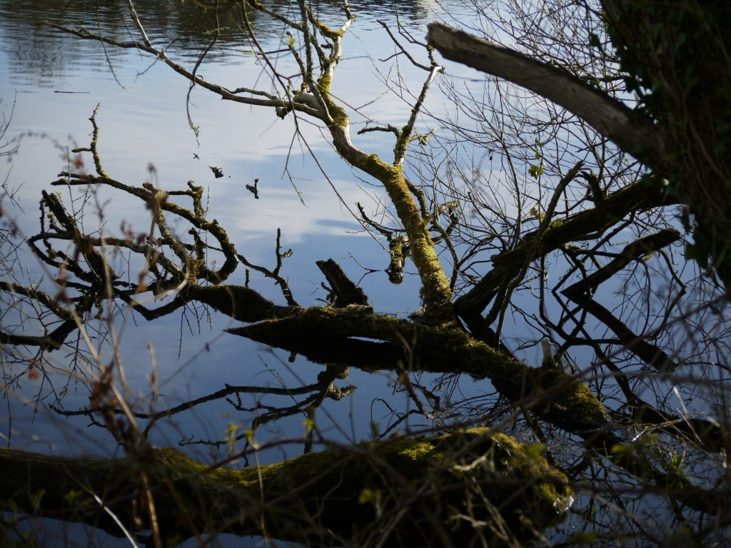 a bird perched on a tree branch in the water